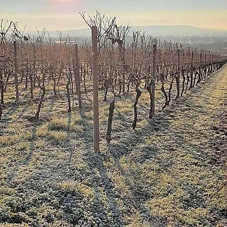 Weingut Magdalenenhof فندق