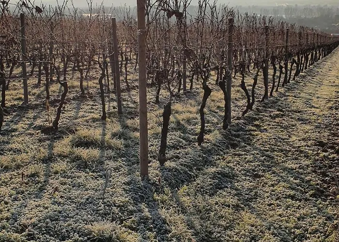 Hotel Weingut Magdalenenhof 3*